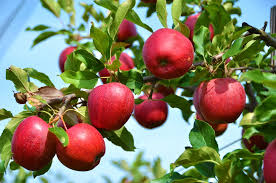 Apfelbaum